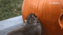 2broke Squirrels Biting Pumpkin GIF - 2broke Squirrels Biting Pumpkin Hungry GIFs
