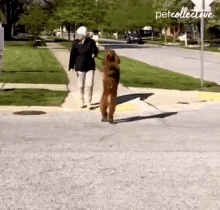Dog The Pet Collective GIF - Dog The Pet Collective Stand Up GIFs