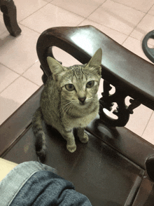 a cat is sitting on a wooden chair looking at the camera