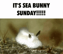 Sea Bunny Sunday GIF