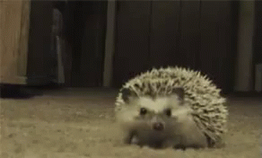 Hedgehog Ashamed GIF - Tail Between Legs Ashamed Embarrassed - Discover &  Share GIFs