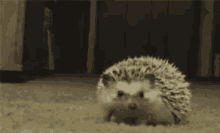 embarrassed hedgehog