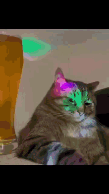 a cat laying on a table with a glass of beer behind it