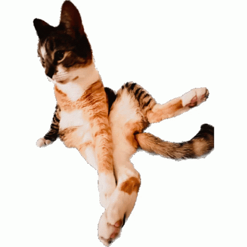 Cat Spinning Sticker - Cat Spinning - Discover & Share GIFs