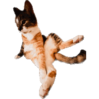 Cat Spinning Sticker