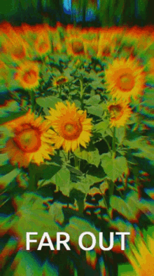 Sunflowers Far Out GIF - Sunflowers Sunflower Far Out GIFs