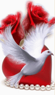 Dove Heart GIF - Dove Heart Rose GIFs