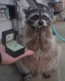 a raccoon is holding a box with a ring inside