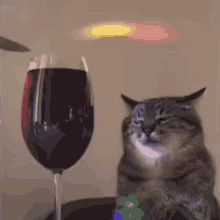 Cat Party Wine GIF - Cat Party Wine Sad GIFs