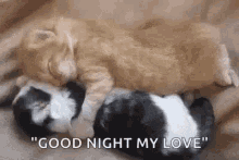 Kitty Sleep GIF - Kitty Sleep GIFs