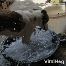 playing with water viralhog dog play time enjoying water