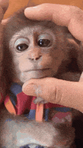 a close up of a person petting a baby monkey 's head