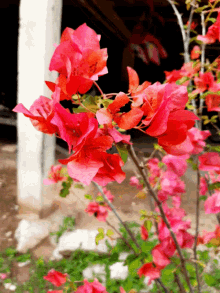 Natural Flowers GIF - Natural Flowers GIFs
