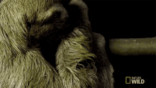 Hanging Tightly International Sloth Day GIF - Hanging Tightly International Sloth Day Untamed GIFs