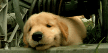Dog Sad GIF - Dog Sad Moments GIFs