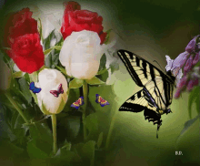 good morning rose flowers butterfly