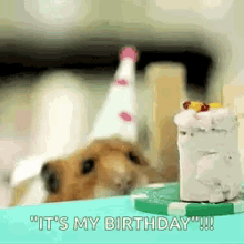 Hamster Cake GIF - Hamster Cake Birthday GIFs