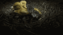 Meow GIF - Duck Duckling Adorable GIFs