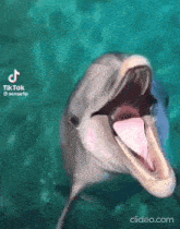 dolphin dolphin tongue happy dolphin gyat gyatt