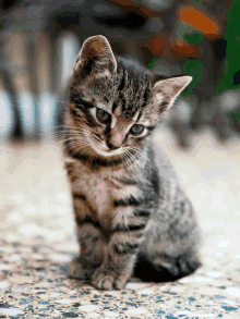 a small kitten is sitting on a tiled floor and looking at the camera