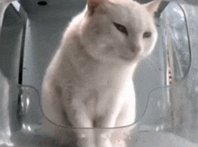 White Cat GIF - White Cat Suspicious GIFs