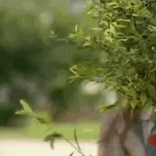a close up of a tree with lots of leaves in a pot .
