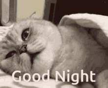 goodnight grumpy cat