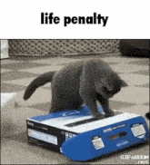 Life Penalty Death Penalty GIF - Life Penalty Death Penalty Cat GIFs