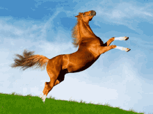 Uvapassa Happy GIF - Uvapassa Happy Horse GIFs