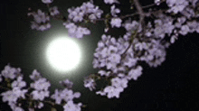 a full moon shines brightly through the branches of a cherry blossom tree .