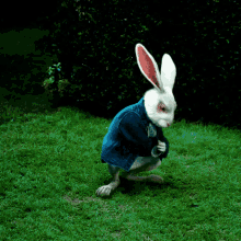 rabbit alice in wonderland the white rabbit look at this time is ticking