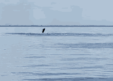 Porpoise Breaching GIF - Porpoise Breaching GIFs