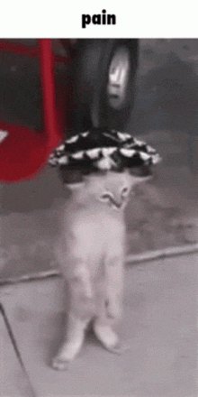 Sembrero Kitty GIF - Sembrero Kitty GIFs