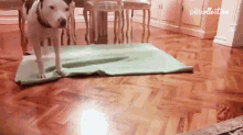 Playful Tripping GIF - Playful Tripping Hiding GIFs