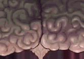 a close up of a person 's brain with a lot of swirls