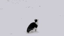 Playing With Snow Catching Snow GIF - Playing With Snow Catching Snow Cat GIFs