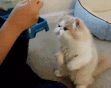 Gato Comiendo Cat Eat GIF