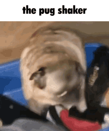 Pug Dancing Pug GIF - Pug Dancing Pug Pug Twerking GIFs