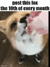 a picture of a fox drinking from a pink bottle with the caption post this fox the 10th of every month