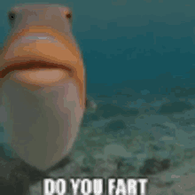 Do You Fart Fish Fry GIF - Do You Fart Fish Fry GIFs