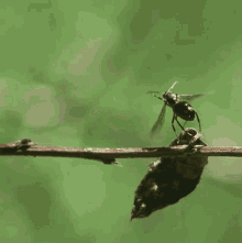 Fail Ant GIF - Fail Ant Crash Landing GIFs