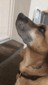 a close up of a brown dog looking up at something