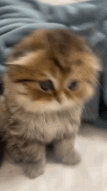Reese Puffs Tiktokcat GIF - Reese Puffs Tiktokcat Cute Cat GIFs