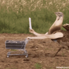Shopping Grocery GIF - Shopping Grocery Pheasant GIFs