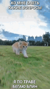 a kitten is running through a grassy field with a caption in a foreign language