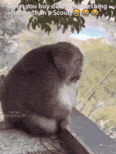 a picture of a monkey with a caption that says when you buy duwap something other than a scout
