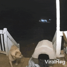 A Dog Slides Down From The Stairs Viralhog GIF - A Dog Slides Down From The Stairs Viralhog A Dog Tumbles From The Staircase GIFs
