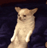 Dog Chihuahua GIF - Dog Chihuahua Shock GIFs