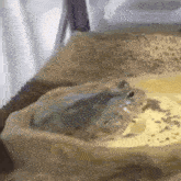 a frog is sitting on a piece of paper in a bowl .