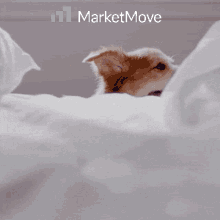mm marketmove move dog puppy